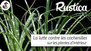 We did not find results for: Lutter Contre Les Cochenilles Farineuses Sur Les Plantes D Interieur Youtube