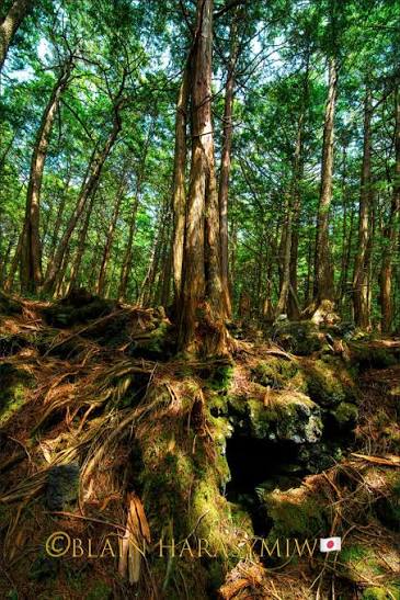 Mt. Fuji Maple Leaves Autumn Photo Tour - The Sea of Trees, Hamadryad,  Makiawisug - PART 1 - JAPAN DREAMSCAPES