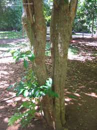 Image result for Napoleonaea