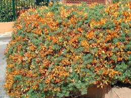 Image result for Lotus berthelotii