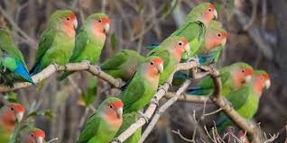 They live in dense jungles and are difficult to observe as their native habitat is like all parrots, african greys are smart. Parrots Of Africa 6 Parrot Species To Spot In Africa