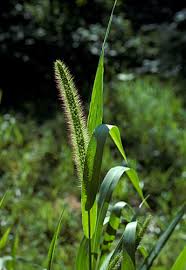 Image result for Setaria viridis