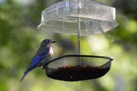 So Far This Is My Favorite Eastern Bluebird Picture This 2015 Season Blue Bird Eastern Bluebird Wild Birds