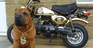 honda monkey gold edition 1996 cool dog source ebay bike pic mini bike honda