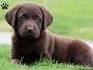 Chocolate Labrador Retriever Puppies For Sale | Puppy ...