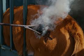 That's because, unlike common mild steel, it's durable and will last indefinitely. Cattle Branding 2010 Howling Duck Ranch