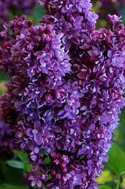 Pin By Natali On Siren Purple Flowers Flower Pictures Syringa Vulgaris