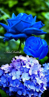 true blue おしゃれまとめの人気アイデア pinterest roseli campelo brandim nunes ガーデニング アート 壁紙