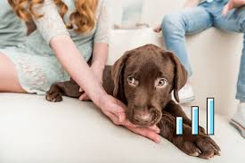 Jun 19, 2021 · dog and cat adoptions climbed in 2020. Pandemic Pets On Social Media Increases In Pet Adoption Laptrinhx