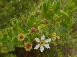 Image result for Pemphis