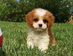 How big do cavapoos get? Cavapoo Puppies Pets And Animals Forsale California