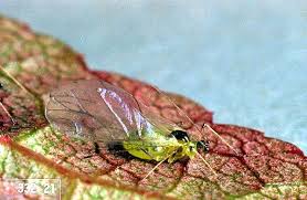 Plum And Prune Aphid Pacific Northwest Pest Management Handbooks