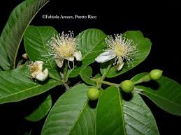Image result for Psidium guajava