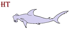 These beautiful sharks are some of the most iconic sea creatures known to man, and i think it's safe to say that everybody with. Hz2kkvvi22eanm