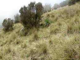 Image result for Erica silvatica