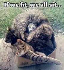 I Think We Need A Bigger Box Cats Funny Animals Animals