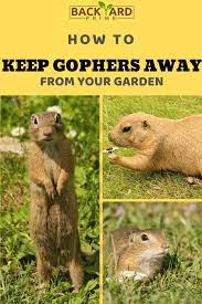 If not, reapply the poisons as necessary. 11 Tips To Keep Gophers Away From Your Garden Gopher Getting Rid Of Gophers Garden