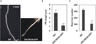 Two classes of hair types were observed, as found in earlier investigations of solanum and rhododendron. Nac Transcription Factor Rd26 Is A Regulator Of Root Hair Morphogenic Plasticity Biorxiv