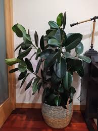 Image result for Ficus elastica