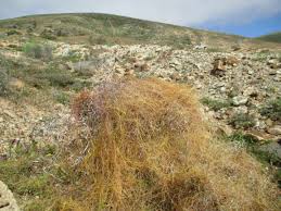 Image result for Cuscuta approximata