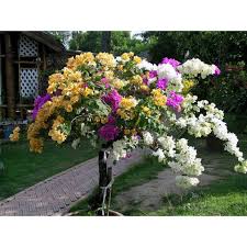 Ia juga boleh ditanam di dalam pasu bagi menghiasi kawasan dalaman rumah. Pokok Bunga Hiasan Untuk Halaman Rumah Shopee Malaysia