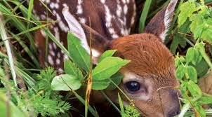 Now 200 yards may not seem like a very great distance to travel, but that's not the point. The Magic Myths Of Fawns Nda