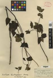 Image result for Bidens baumii