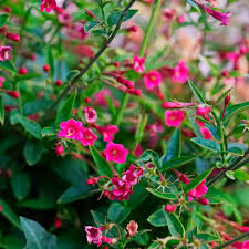 Image result for Jasminum beesianum