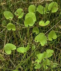 Image result for Centella glabrata