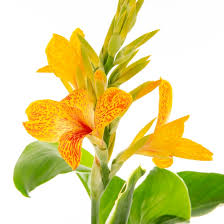 Image result for Kanahia laniflora