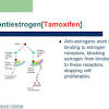 Tamoxifen is a drug used for palliative treatment of breast cancer patients and has an outstanding in other words, tamoxifen is expected to have a synergistic effect on dmd patients, due to its dual. 1