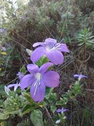 Image result for Barleria obtusa