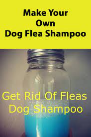 Diy Dog Remedies Flea Shampoo For Dogs Dog Remedies Dog Flea Remedies