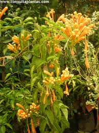 Image result for Pyrostegia