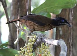 Image result for Paropsia braunii