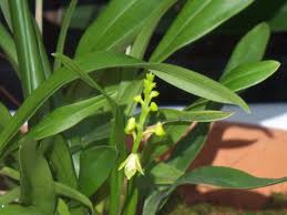 Image result for Polystachya vulcanica