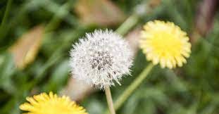 It S Time To Give Dandelions Some Love Dandelion Dandelion Flower Weeds In Lawn