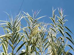 Image result for Arundo donax