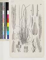 Image result for Tripogon