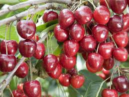 Traditionally, cherries were planted for their fruit and also their wood which was used for making cask hoops and vine poles. Say Cheers To Irish Cherries