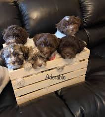 Feel free to browse hundreds of active classified puppy for sale listings, from dog breeders in pa and the surrounding areas. Harlequin Havanese Home Facebook