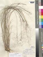 Image result for Eragrostis welwitschii