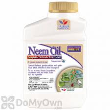 Spray all plant surfaces (including tops and undersides of. Bonide Neem Oil Concentrate
