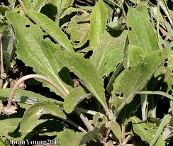 Image result for Haplocarpha