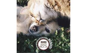 Trendline Somonlu Yetiskin Kedi Mamasi 15 Kg Izmirburaya Com