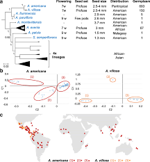 Image result for Aeschynomene schimperi