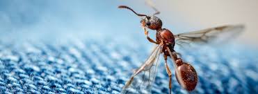 Tiny ants come always seem to find the worst times to surface. How To Get Rid Of Flying Ants Ehrlich Pest Control