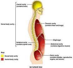 The following list identifies the cavities and subcavities of the human body Body Cavities Free Online Medical Transcription Course Medical Transcription Human Body Systems Nursing School Survival