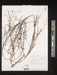 Image result for Thesium magnifructum