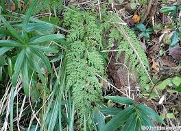 Image result for Odontosoria africana